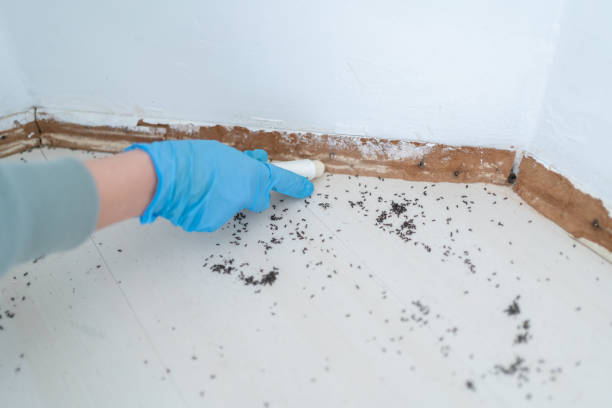 Reliable Abingdon, MD Pest Control Solutions
